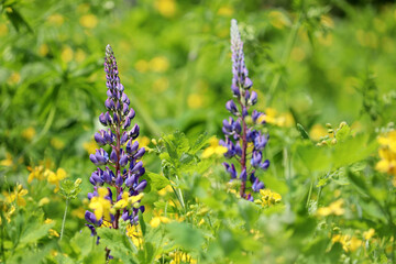 Lupine flowers blooming on a summer mountain meadow. Wildflowers in green grass, nature background
