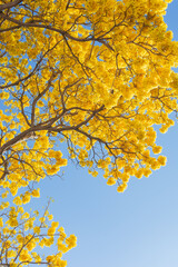Tabebuia donnel-smithii. Spring tree branches with blue sky in the background.