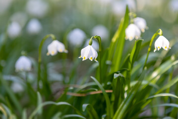 beautiful flower, white spring snowflake (Leucojum vernum) in springtime forest. Jechovec, Czech Republic