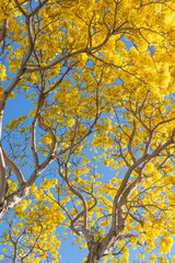 Tabebuia donnel-smithii. Spring tree branches with blue sky in the background.