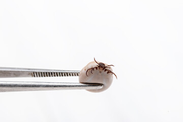 Tick (Ixodes ricinus) filled with blood in tweezers isolated on white background. Danger insect can transmit both bacterial and viral pathogens.