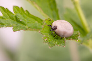 Tick (Ixodes ricinus) walks on green leaf. Danger insect can transmit both bacterial and viral pathogens such as the causative agents of Lyme disease and tick-borne encephalitis.