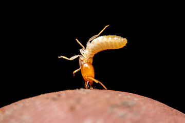 Termites bite the fingers of a man.