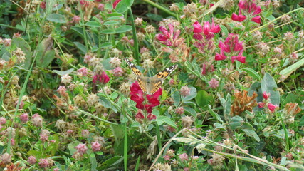 Vanessa cardui