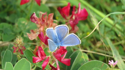 POLYOMMATUS
