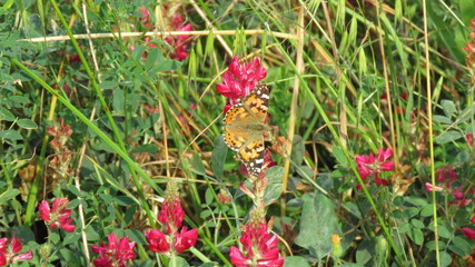 Vanessa cardui