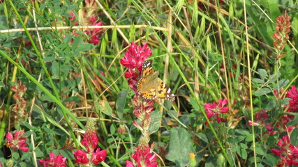 Vanessa cardui