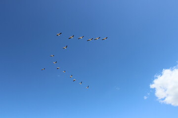 flock of birds