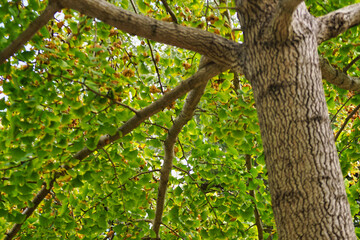 イチョウの木　葉はまだ緑色