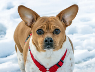 In winter, a portrait of a dog