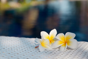Frangipani flowers on a wicker table by the pool. White frangipani flowers.