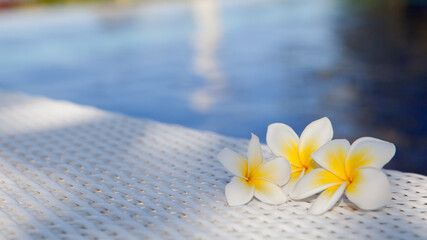 Fototapeta na wymiar Plumeria flowers on a wicker table by the water. White frangipani flowers.