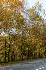 Fototapeta premium Autumn mountain landscape - yellowed and reddened autumn trees combined with green needles on the side of a small road. Colorful autumn landscape scene in the Ukrainian Carpathians.