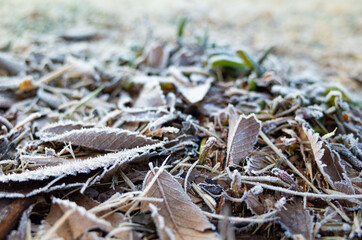 霜の付いた枯葉