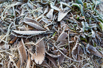 霜の付いた枯葉