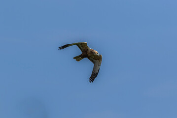 The marsh harriers are birds of prey of the harrier subfamily. They are medium-sized raptors and...