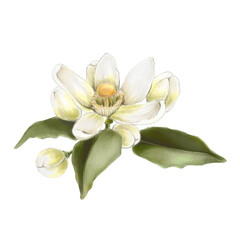 Fototapeta na wymiar Beautiful mandarin blooms with leaves on a branch isolated on white background
