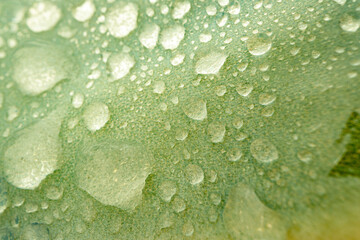 Close up of succulent leaves with drops of water