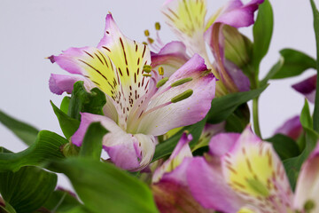 Close up Alstroemeria Flower, Peruvian lily or lily of the Incas
