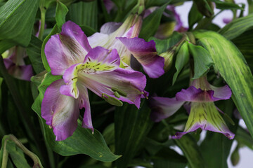 Close up Alstroemeria Flower, Peruvian lily or lily of the Incas

