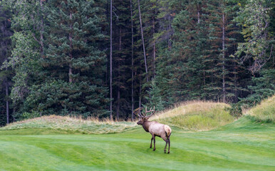 Wild bull elk resting and foraging alone in prairie at forest edge in autumn foliage season. Banff National Park, Canadian Rockies. Alberta, Canada.