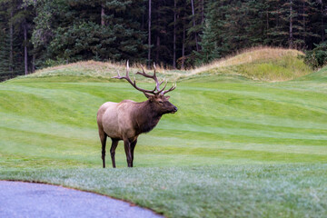 Wild bull elk resting and foraging alone in prairie at forest edge in autumn foliage season. Banff National Park, Canadian Rockies. Alberta, Canada.
