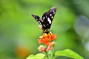 Nectar Lover