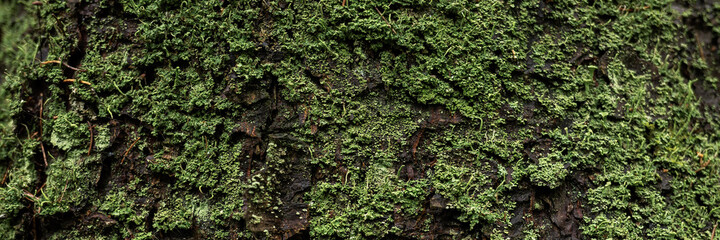 Natural texture of tree bark. The trunk of an old tree, covered with lichen and moss. Natural wood background with bark patterns. Close-up side view.