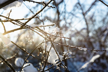 frozen twigs of tree close up lit by setting sun in cold winter evening