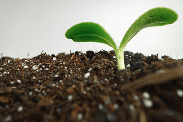 Small sprout of a growing plant in soil close up