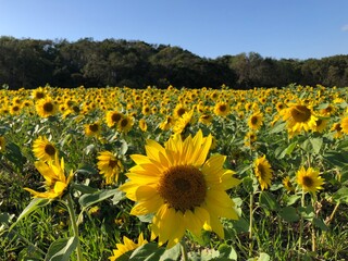 Fototapeta premium field of sunflowers