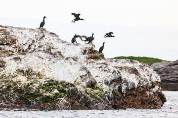 Flock with European shags on a cliff at the sea