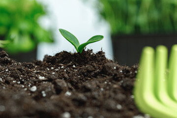 Small sprout of a growing plant in soil close up
