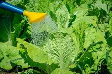 A plastic watering can pours water over vegetable beds against the backdrop of growing juicy leaves...