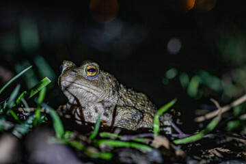 Common toad during migration