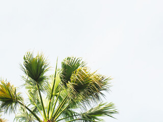 Sprawling branches of a green palm against a cloudy sky