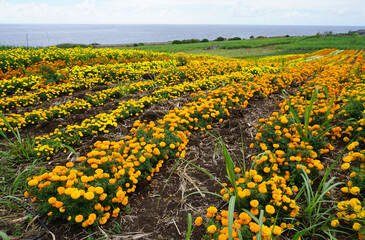 Obraz premium field of yellow and orange marigolds with a view on the ocean on the tropical island of La Réunion, France