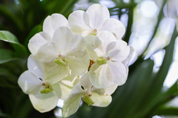 Fototapeta na wymiar Orchid flower in orchid garden at winter or spring day. Vanda Orchid