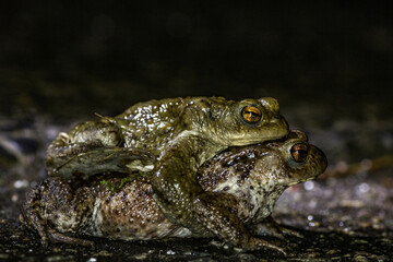 Common toad during migration