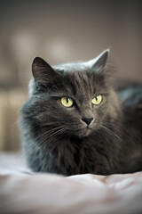 High quality portrait of cgre long haired domestic cat with green eyes