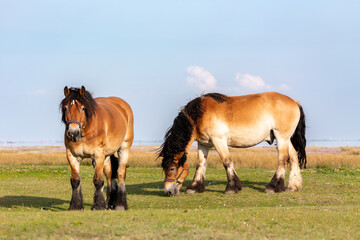 Horses on the salt meadows on the East Frisian island Juist, Germany.