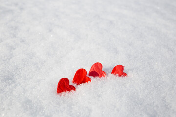 concept Valentines Day: red heart in the snow. salective focus