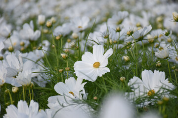 White flowers daisy in the garden.
