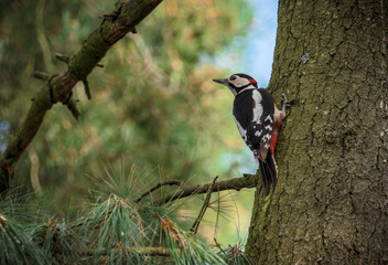 great spotted woodpecker