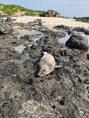 Wild sea lion in Hawaii