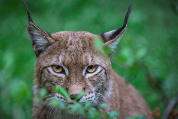 portrait of a lynx