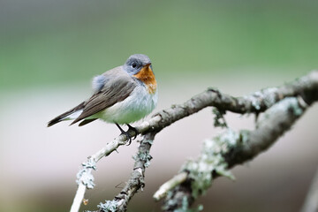 Fototapeta premium Red-breasted Flycatcher