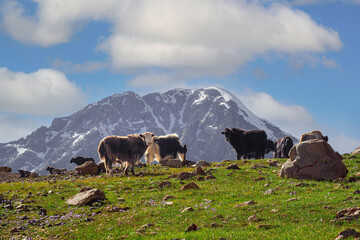 A herd of wild yaks on top of a mountain
