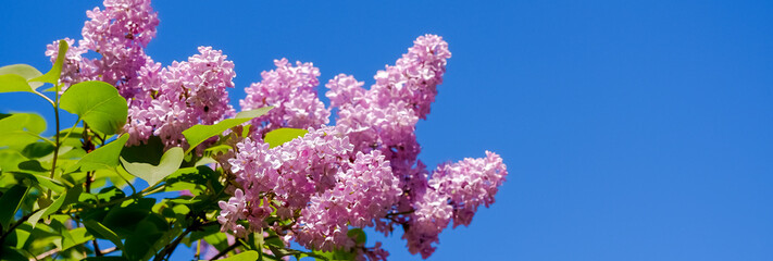 Lilac bush over sky background. Lilac flowers in garden or park. Nature background, banner.Natural blooming fresh lilac tree flowers in Garden .Sunny spring day.Selective focus