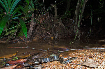 Fischnatter, Sri Lanka Kielrückennatter // Sri Lankan keelback, Boulenger's keelback (Fowlea...